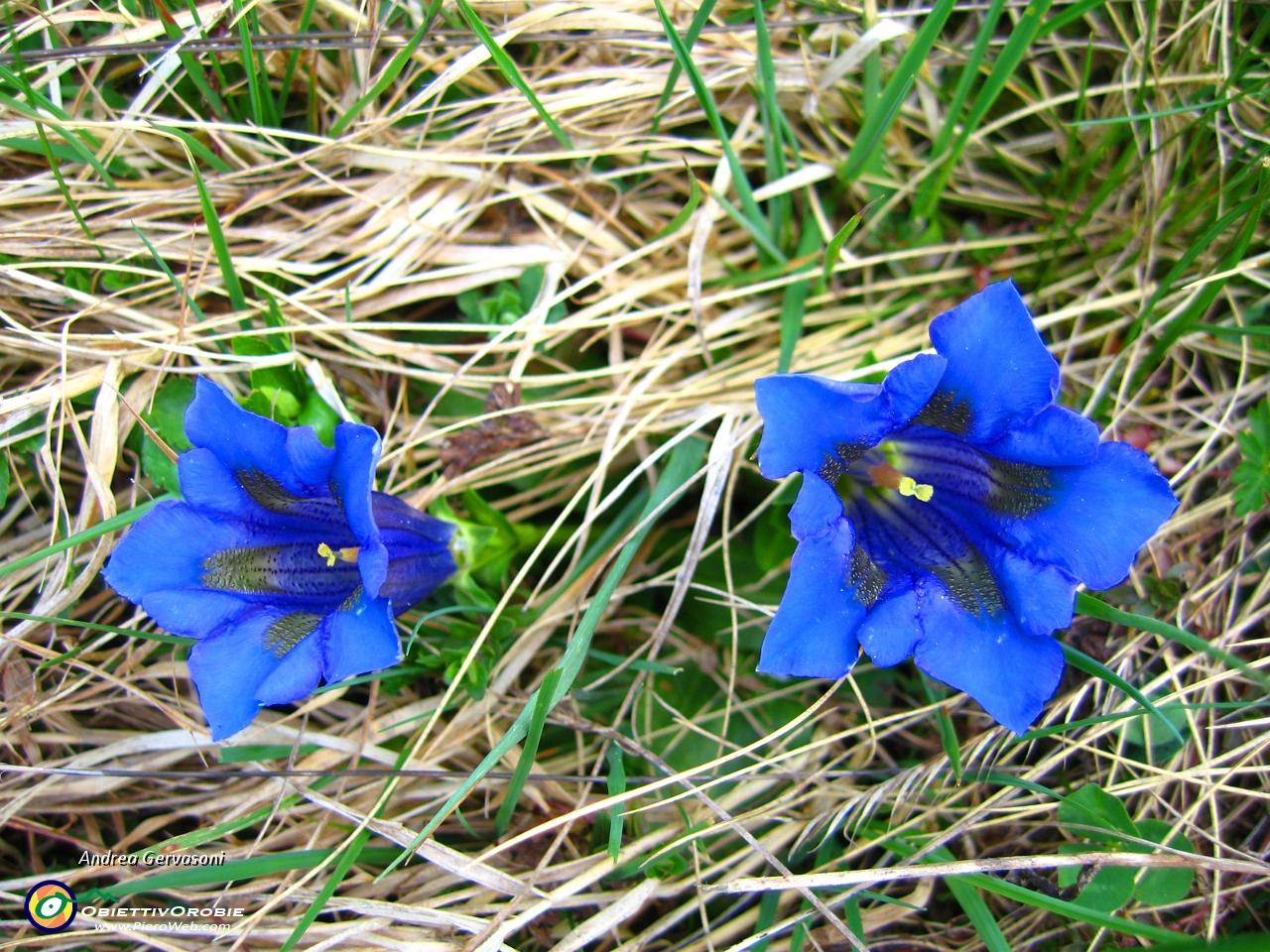 14 fiori all'Alpe Giumello.jpg